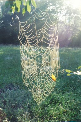A spiders web covered with morning dew. Photo by Bruce Spencer.