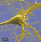 Neurone couplé à un semi-conducteur