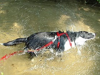 shaking off after a swim at the beach