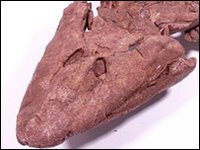 O fóssil foi encontrado no Canadá em ótimo estado  