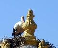 high-level stork in Faro