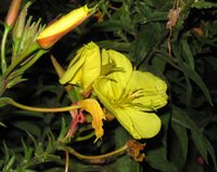 Onagre : Fleur jaune qui s'ouvre à la tombée de la nuit