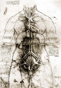 Dissection of Human Female