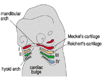 Specific cells in the pharyngeal arches will form gills or glands, depending on the species of vertebrate.