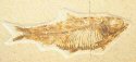 Fossils illuminate fish evolution 