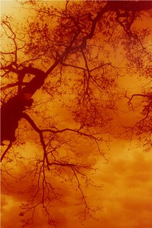 Silhouette of branches of acacia tree against a bright, cloudy sky; from a black and white negative, I created a color picture by experimenting with the filtration settings; Rizal High School 1993; photo by Atty. Galacio 