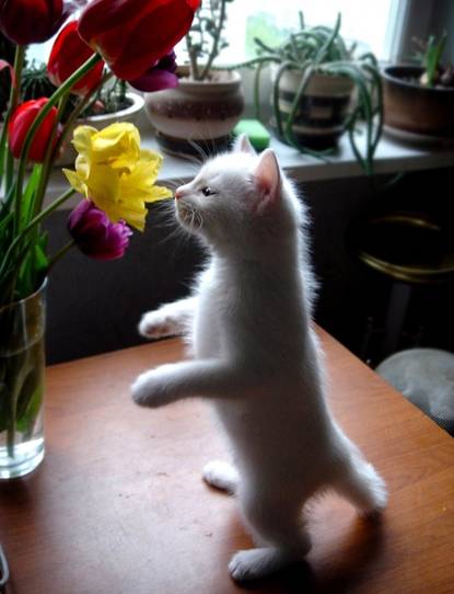 Cat and flower picture