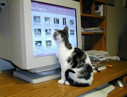 Cat online