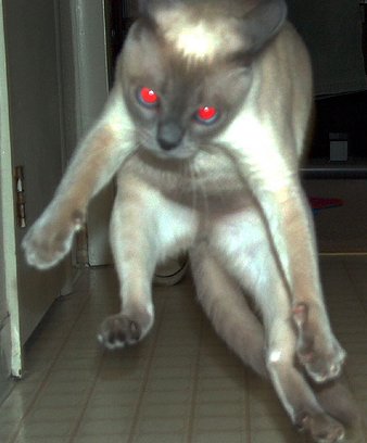 Nightmares from Daemon Cat
