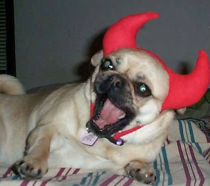 Devil Dog picture