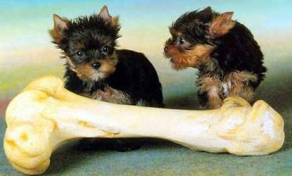 Dogs and bone