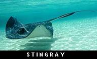 Stingray