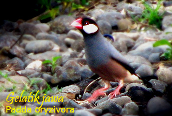 Suara Burung Sulawesi