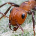 Ant Head Ant Head