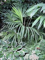 Trachycarpus Latisectus