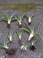Agave offsets
