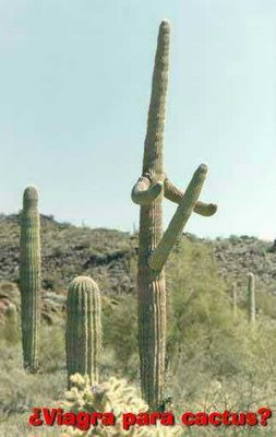 Dirty Cactus Photo - Funny