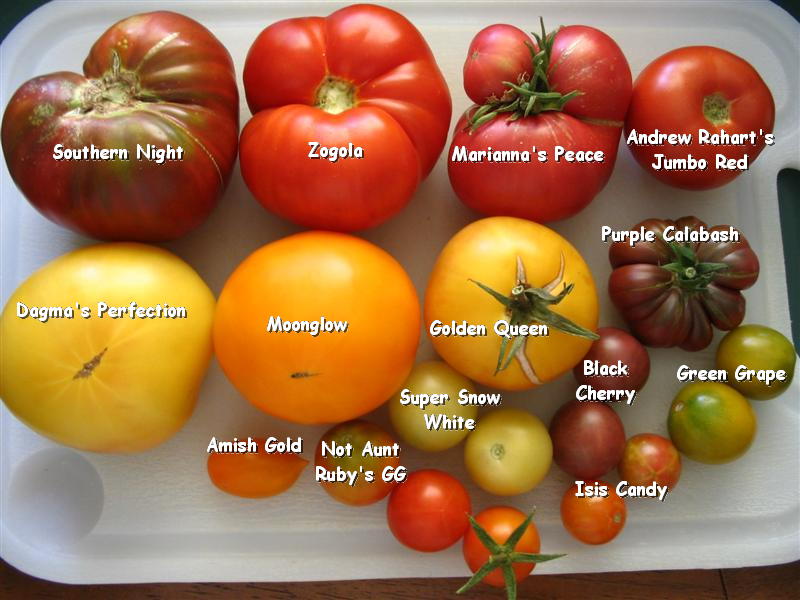 How many different kinds of tomatoes are there?