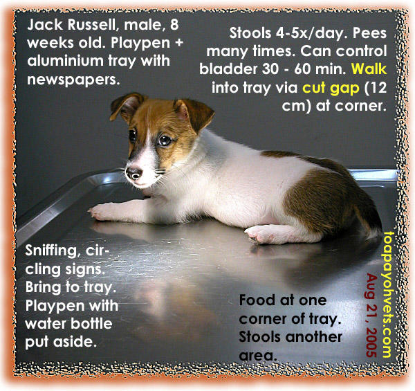 Puppy toilet training: September 2005