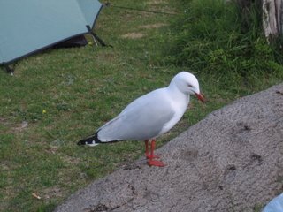 Seagull on scavenge duty