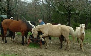 feeding horses