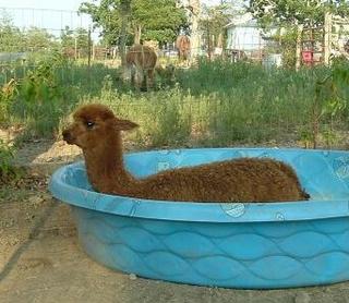 Alpaca in the pool