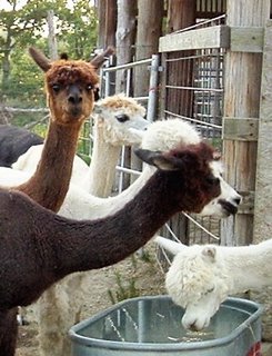 alpacas at the water hole