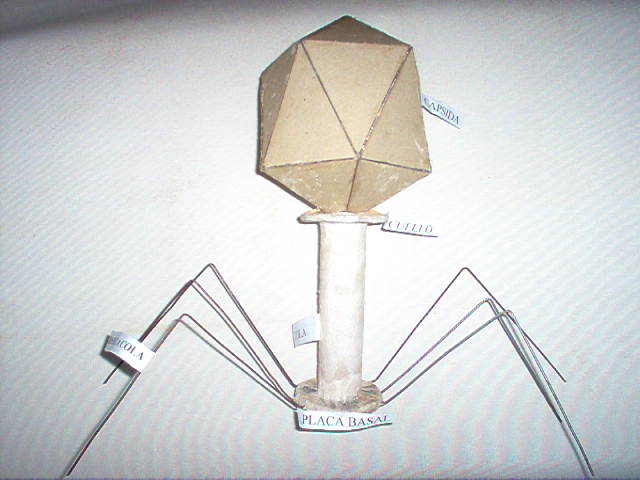 Gil Fortoul. Biología Sección 1F: ¿Cómo elaborar una maqueta Gil Fortoul. Biología Sección 1F: ¿Cómo elaborar una maqueta