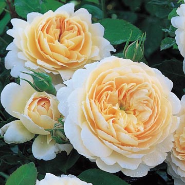 Melanie JeanRichard - Mediterrane Blumen, Bern - 031 311 46 79: Englische  Rosen
