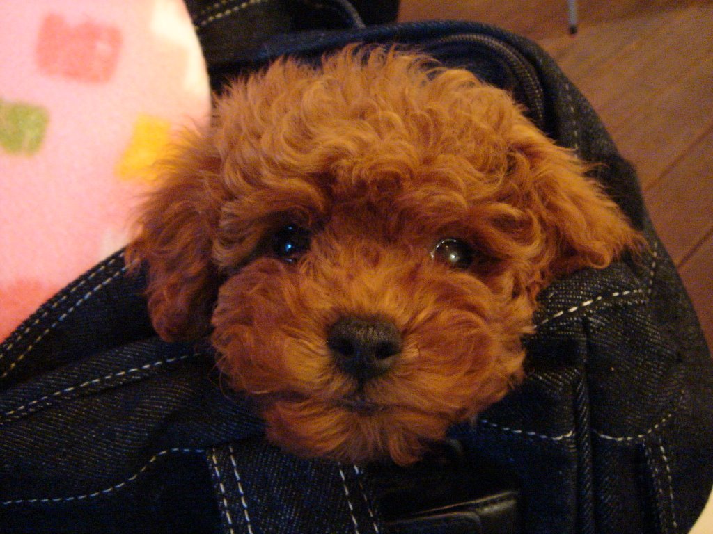 Azuki the red toy poodle