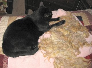 Rascal on the Karakul. Rascal on the Karakul.