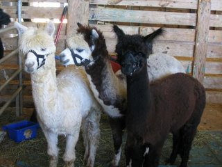 Alpacas wondering who all the people are.