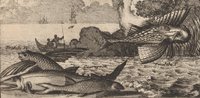 cropped engraving of flying fish in the Americas