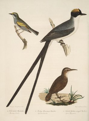 Fork-Tailed Flycatcher, Rocky Mountain Antcatcher, Female Golden-Winged Warbler
