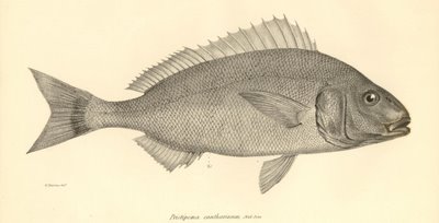 Pristipoma Cantharinium