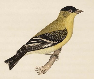 Arkansas Siskin