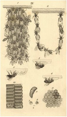 bee attachment patterns