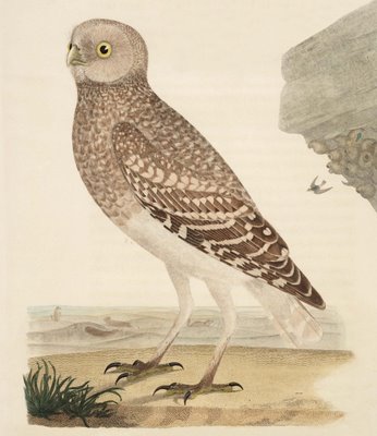 Burrowing Owl