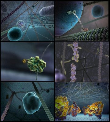 cell biology film images