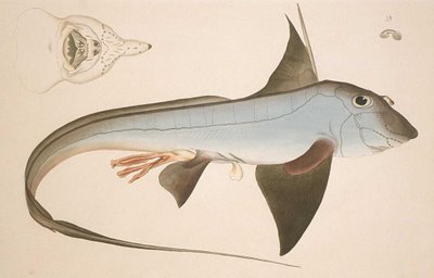 Chimaera monstrosa