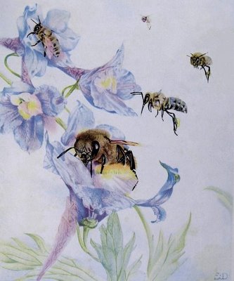 EJ Detmold - Maeterlinck bee sketch