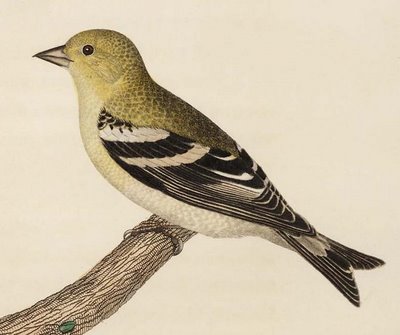 Female American Goldfinch