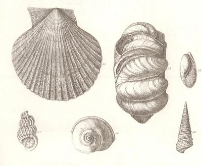 Geological observations on the volcanic islands and parts of South America visited during the voyage of H.M.S Beagle