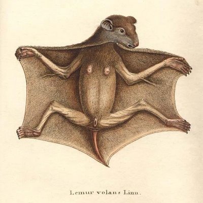 Lemur volans