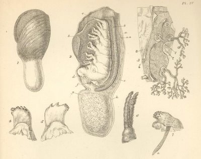 Living Cirripedia, A monograph on the sub-class Cirripedia, with figures of all the species