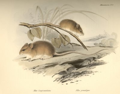 Mus longicauldatus Mus gracilipes