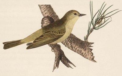 Orange-Crowned Warbler