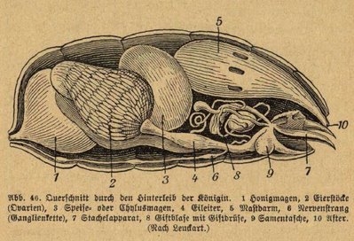 cross section bee anatomy