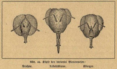 bee head drawings