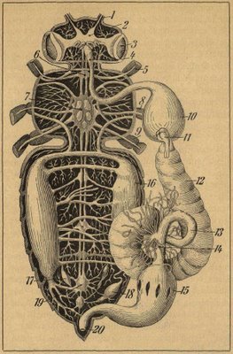 bee anatomy